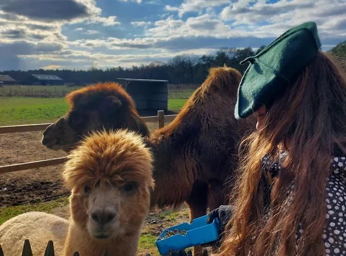 אכסניה Luxe Finse Kota Met Jacuzzi En Saunabarrel De Zandhoef *