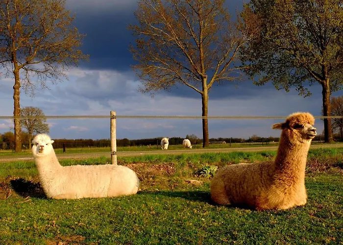 Luxe Finse Kota Met Jacuzzi En Saunabarrel De Zandhoef