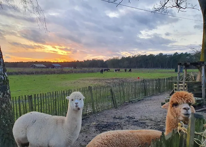 Luxe Finse Kota Met Jacuzzi En Saunabarrel De Zandhoef אכסניה *