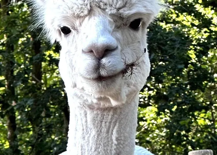 אכסניה Luxe Finse Kota Met Jacuzzi En Saunabarrel De Zandhoef