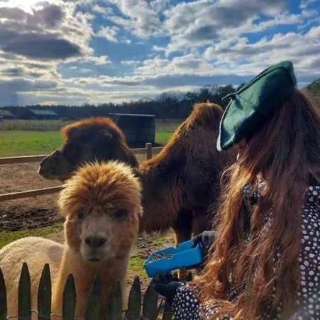 Domek letniskowy Luxe Finse Kota Met Jacuzzi En Saunabarrel De Zandhoef *