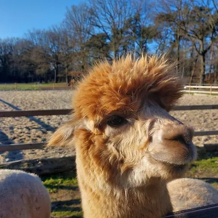 Luxe Finse Kota Met Jacuzzi En Saunabarrel De Zandhoef Domek letniskowy
