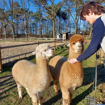 Domek letniskowy Luxe Finse Kota Met Jacuzzi En Saunabarrel De Zandhoef Eersel