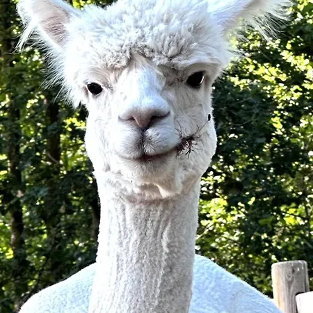 Domek letniskowy Luxe Finse Kota Met Jacuzzi En Saunabarrel De Zandhoef