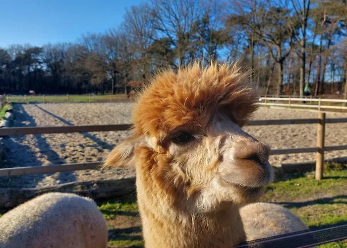 Luxe Finse Kota Met Jacuzzi En Saunabarrel De Zandhoef Lodge