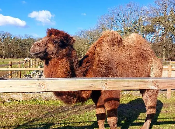 Luxe Finse Kota Met Jacuzzi En Saunabarrel De Zandhoef *