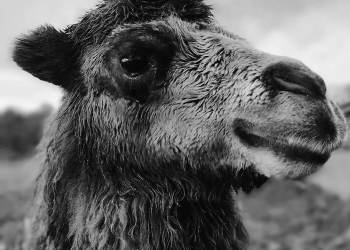 Lodge Luxe Finse Kota Met Jacuzzi En Saunabarrel De Zandhoef Eersel